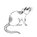 Illustration einer Ratte mit Rotstift und Lesebrille