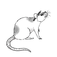 Illustration einer Ratte mit Rotstift und Lesebrille