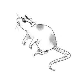 Illustration einer Ratte mit Rotstift und Lesebrille